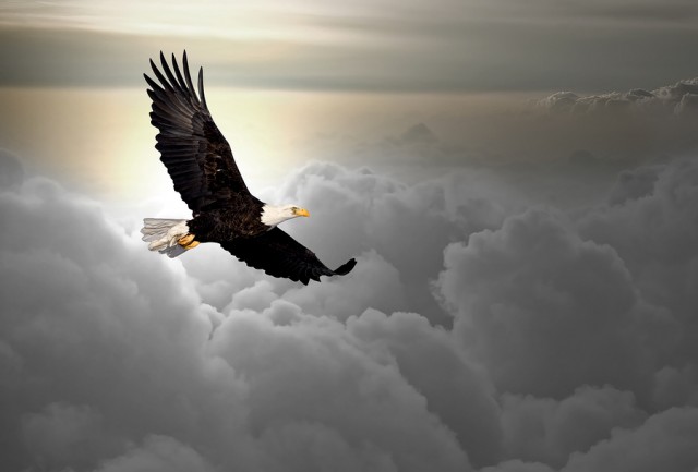 bigstock-Bald-eagle-flying-above-the-cl-26090846-640x433